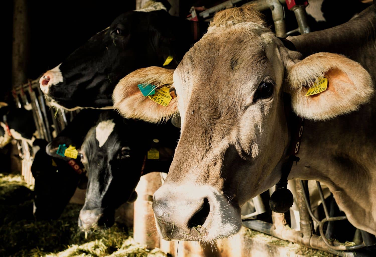Dairy over the moon with solar power