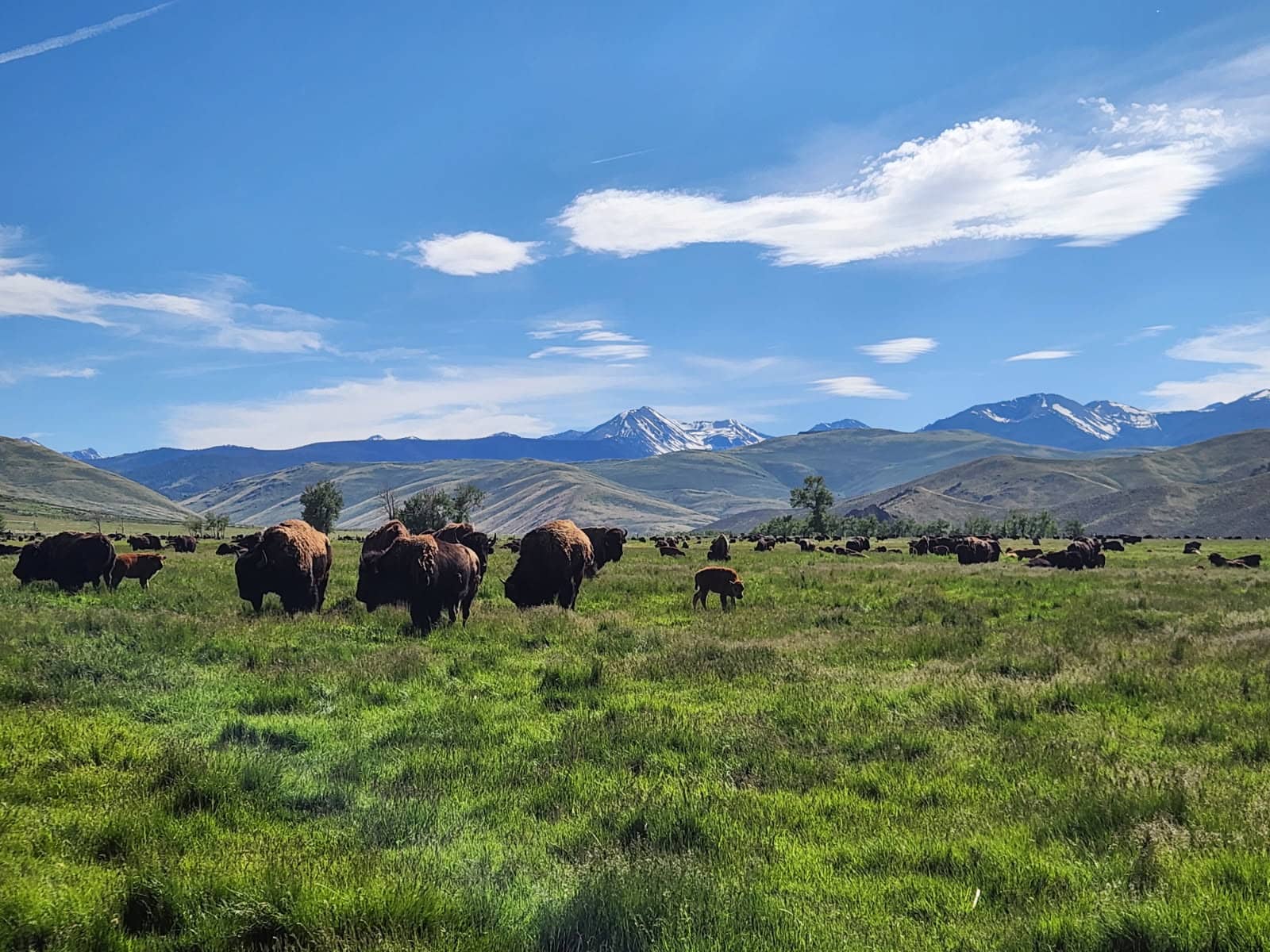 water-for-the-buffalo-featured
