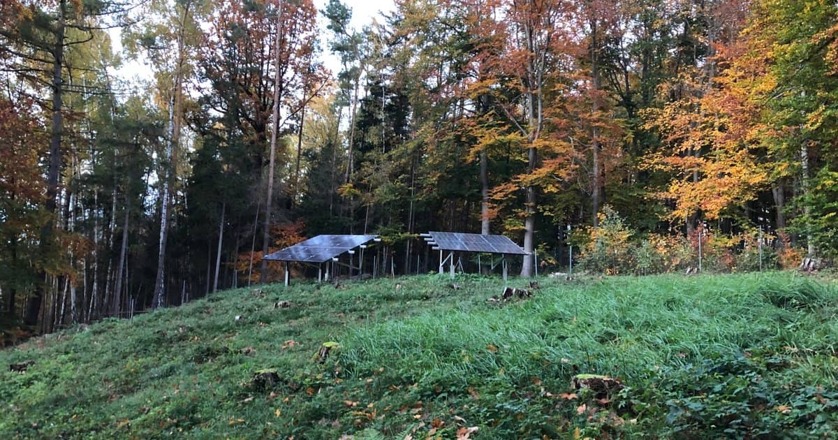 Forest well-water purification project